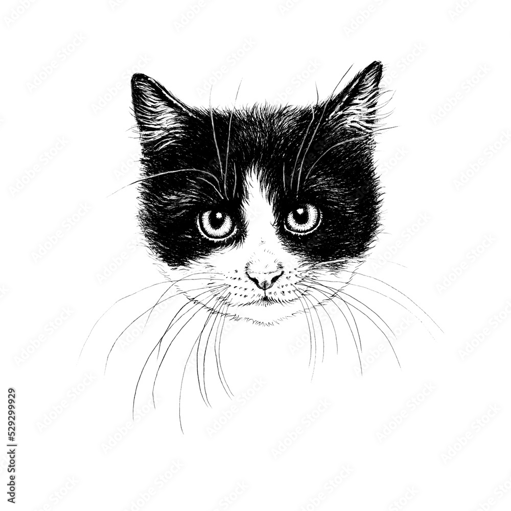 Hand drawn illustration of black and white cat face. For poster, stickers, print, your design. Hand drawn illustration of black and white cat face. For poster, stickers, print, your design.