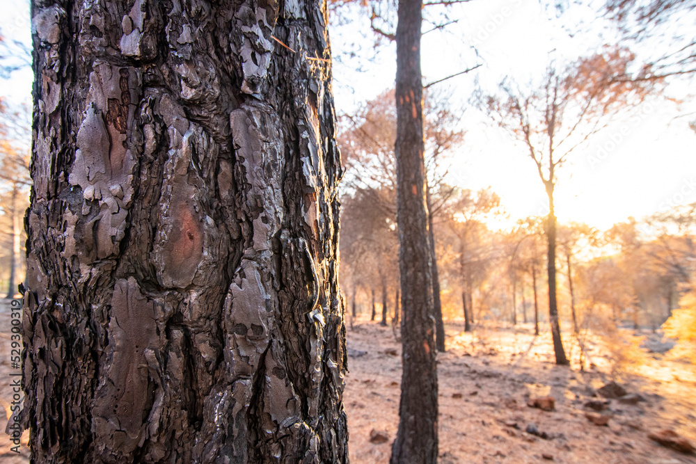 fire in the sierra de mijas