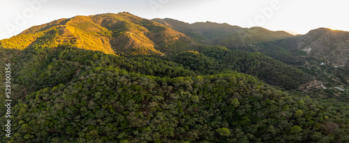 mediterranean forest photo