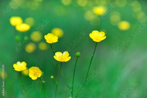 yellow buttercup flowers in spring meadow pasture under cloudy day