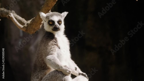 A lemur sits on a rock and meditates in the sun. He looks at the camera. photo