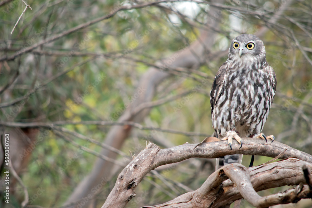 the barking owl has yellow eyes and brown and white feathers the barking owl has yellow eyes and brown and white feathers