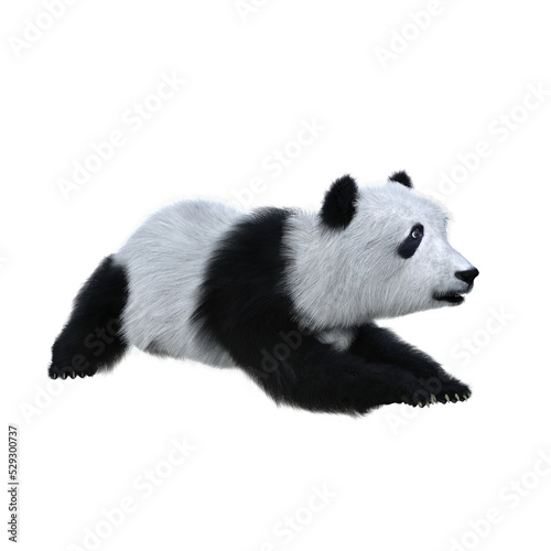 3D rendering of a giant panda cub in playful pose isolated.