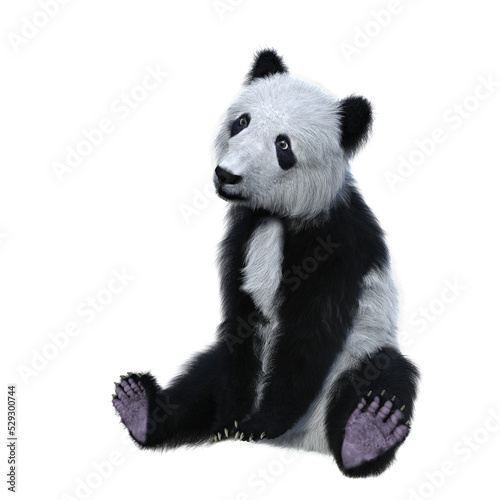 Fototapeta Naklejka Na Ścianę i Meble -  3D rendering of a giant panda cub sitting and facing left isolated.