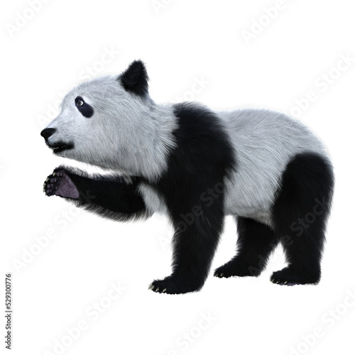 Fototapeta Naklejka Na Ścianę i Meble -  3D rendering of a giant panda cub standing with one paw raised solated.