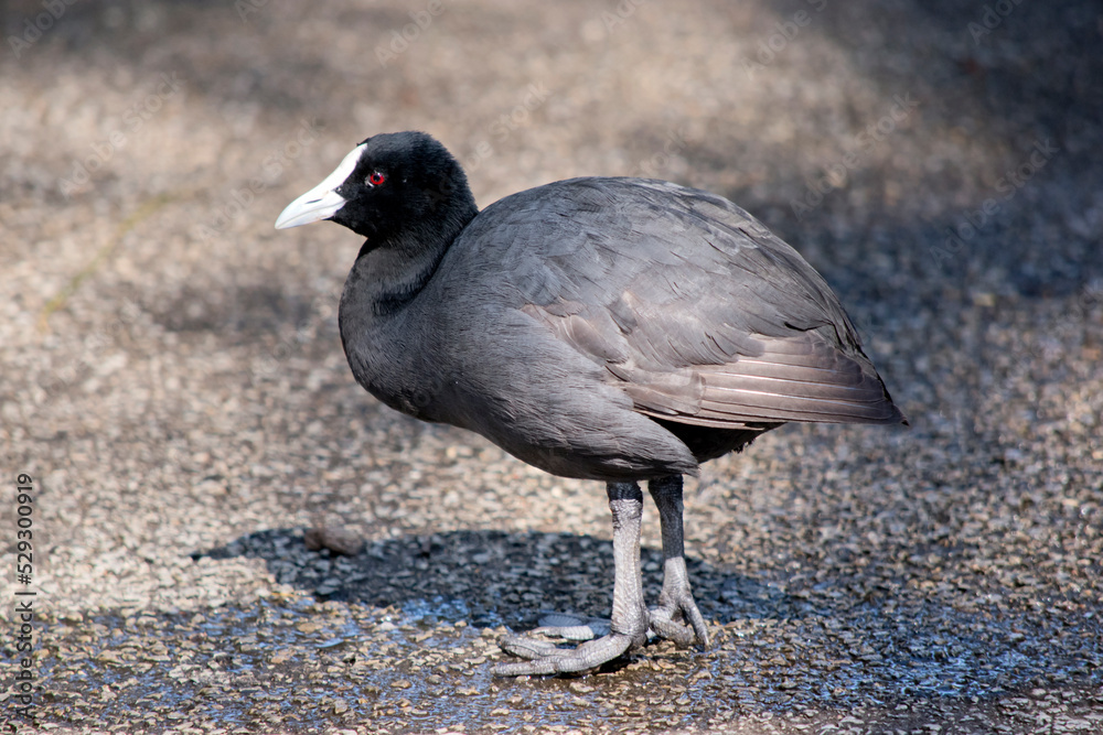 The Eurasian coot is a black bird with a white frontal shield The Eurasian coot is a black bird with a white frontal shield