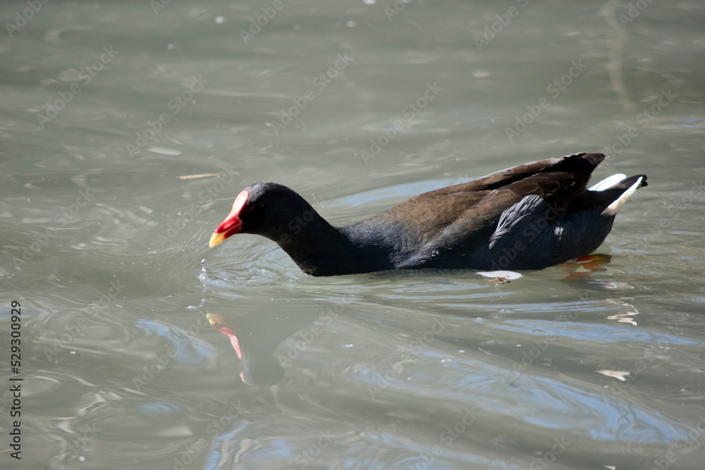 the dusky moorhen is swimming in a lake the dusky moorhen is swimming in a lake