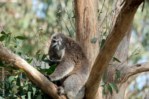 the koala has a large black nose, brown eyes, fluffy white ears with a white chest and grey body and black claws