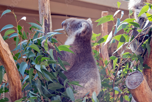 Photography the koala is in a tree eating a leaf