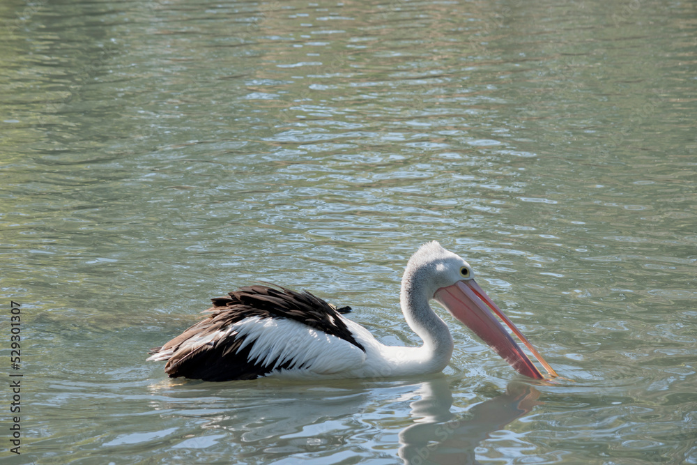 the australian pelican is looking for food