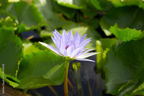 Beautiful blooming lotus flower with leaves  Purple Water lily pond