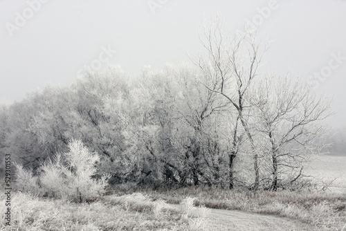 Bare trees on field during winter photo