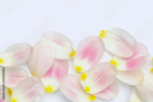 Tulip petals on white background.