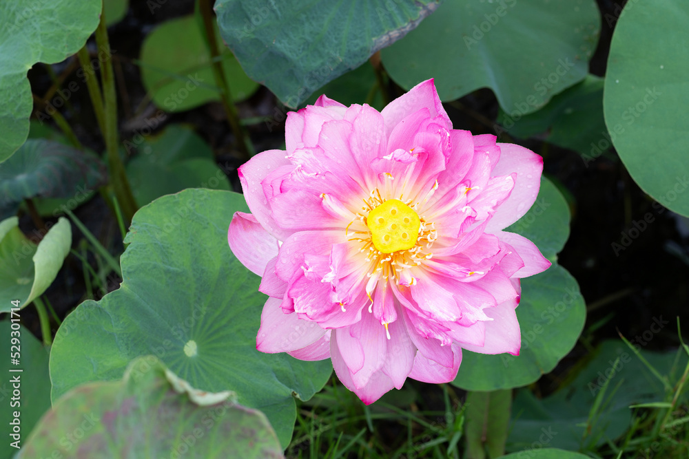 Pink lotus flower blooming in pond with green leaves Pink lotus flower blooming in pond with green leaves