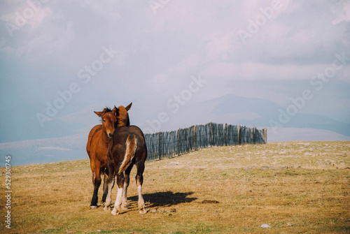 Horses standing on field against cloudy sky