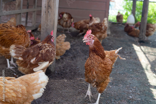 Hens in the chicken farm. Organic poultry house.