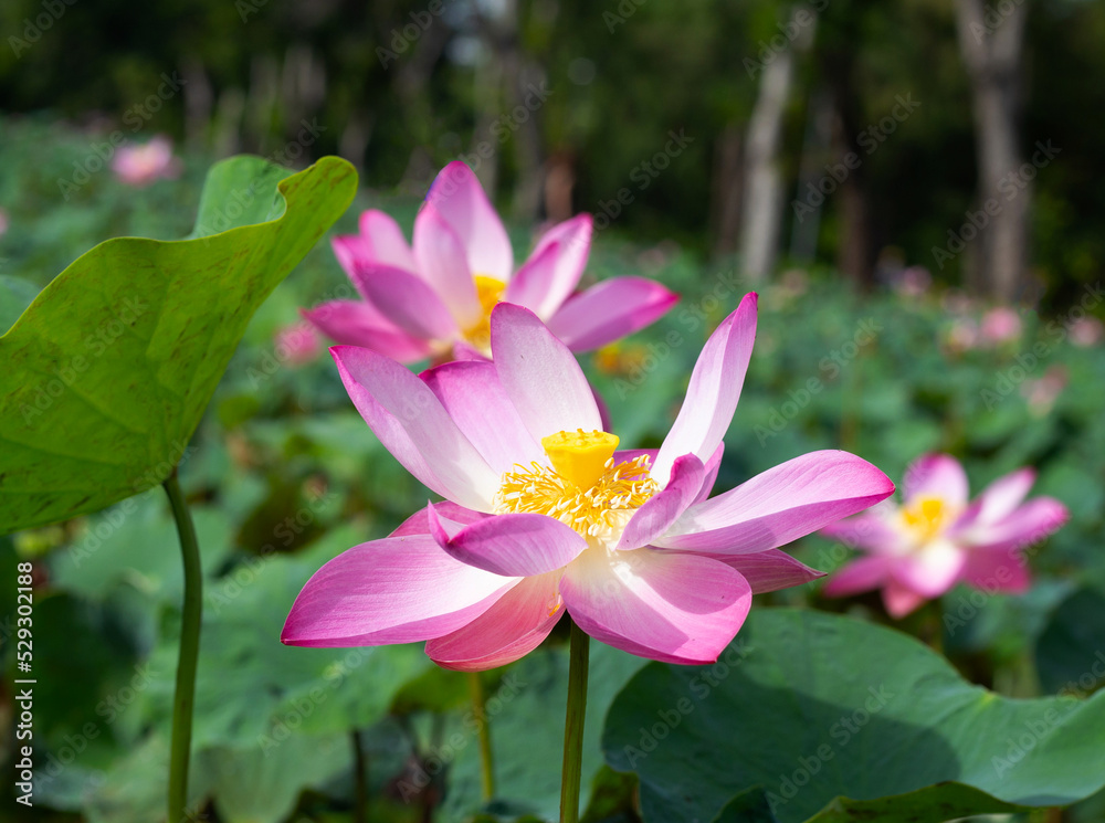 Pink lotus flower blooming in pond with green leaves Pink lotus flower blooming in pond with green leaves