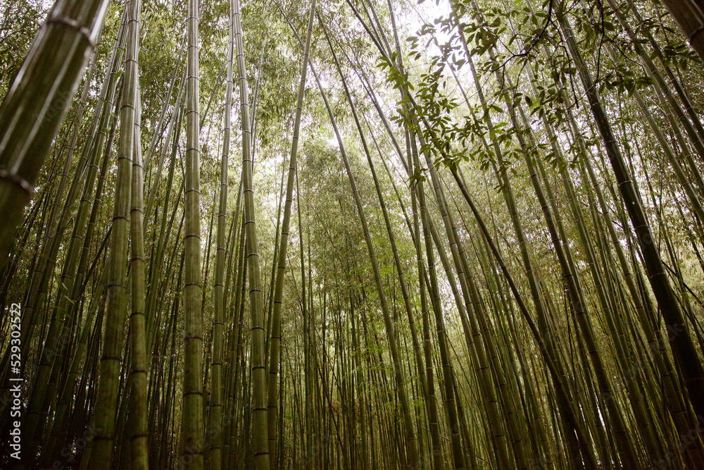 Low angle view of trees in forest Low angle view of trees in forest