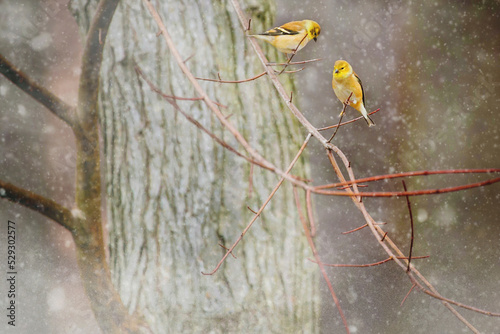 Close-up of yellow birds perching on branch during winter photo