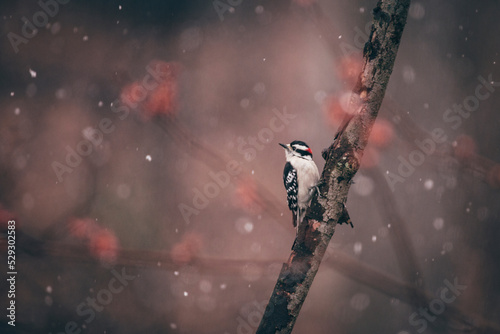 Close-up of downy woodpecker perching on branch photo