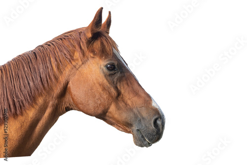 Head of a chestnut brown horse. © Margaret Burlingham