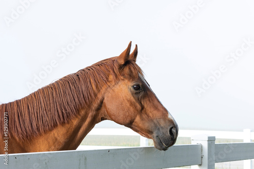 Head of a chestnut horse looking over a fence with a white sky. © Margaret Burlingham