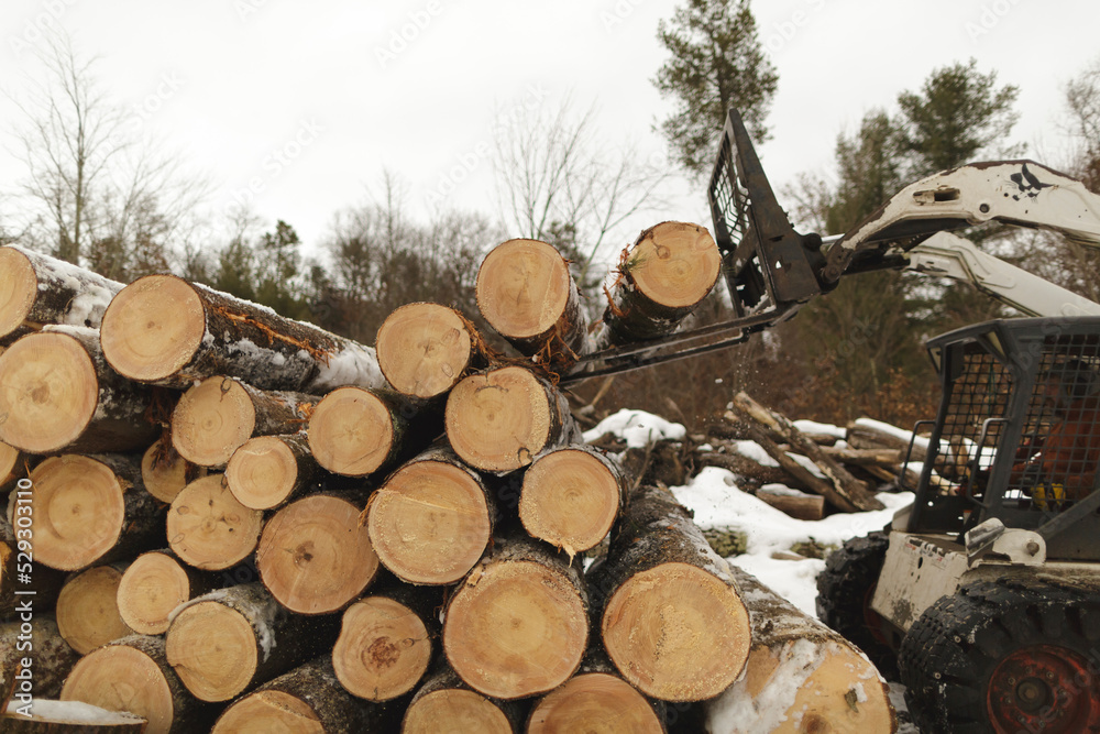 Manual worker carrying timber with forklift at forest