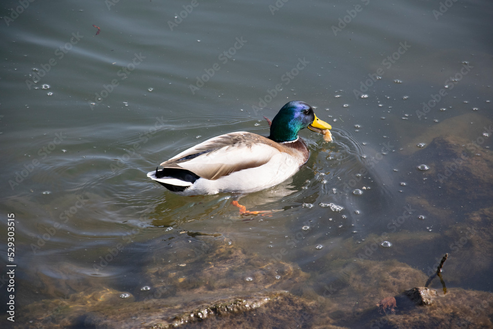 duck on the lake