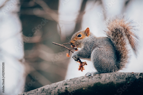 Side view of squirrel holding twig while sitting on branch photo