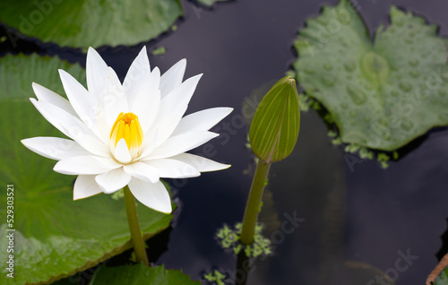 Nymphaea lotus flower with leaves, Beautiful blooming water lily