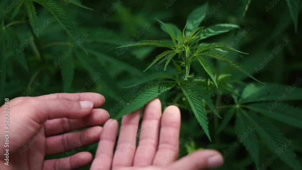Close up female hand touching leaf of cannabis, bush of cannabis on background, Legalization of medical cannabis. Decriminalization of marijuana Close up female hand touching leaf of cannabis, bush of cannabis on background, Legalization of medical cannabis. Decriminalization of marijuana