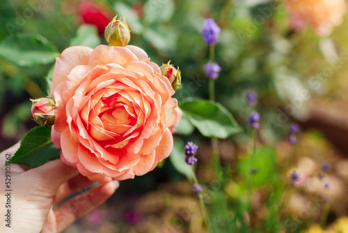 Fototapeta Naklejka Na Ścianę i Meble -  Orange salmon rose Lady of Shalott blooming in summer garden. English Austin selection roses flowers