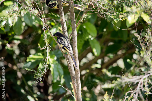 this is a side view of a regent honeyeater in a tree photo