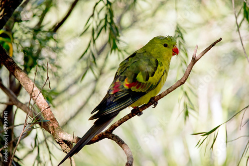 the regent parrot is perched in a tree