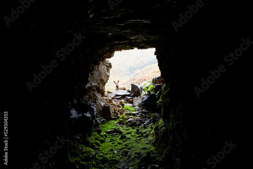Dog seen through cave entrance photo