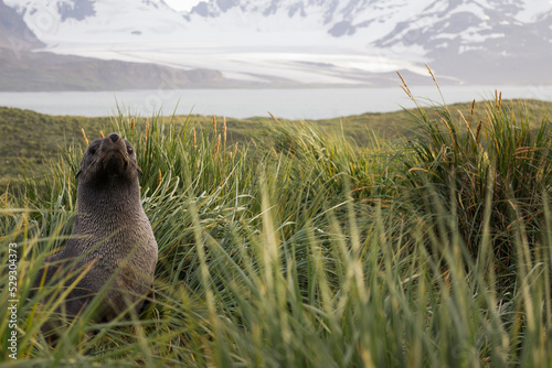 Seal pup amidst tussock at Prion Island photo