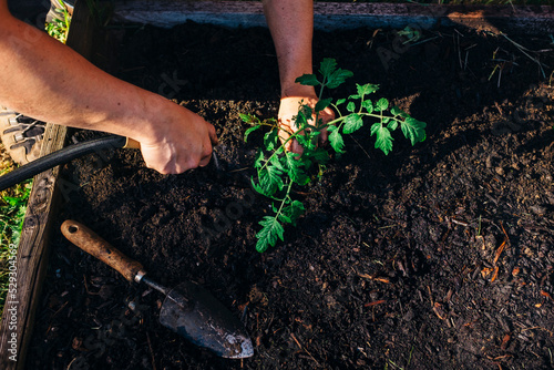 Cropped hands of man watering sapling in garden photo