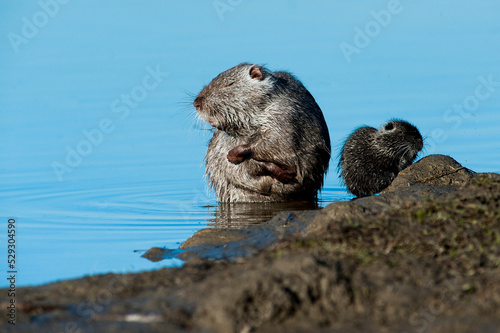 Close-up of Nutrias (Myocastor coypus) in lake photo