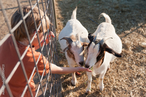 High angle view of boy feeding goats at farm photo