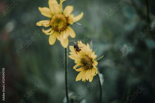 High angle view of honey bee feeding on flower