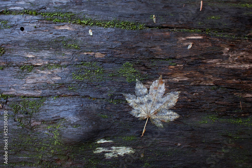 Overhead view of white maple leaf on weathered wood