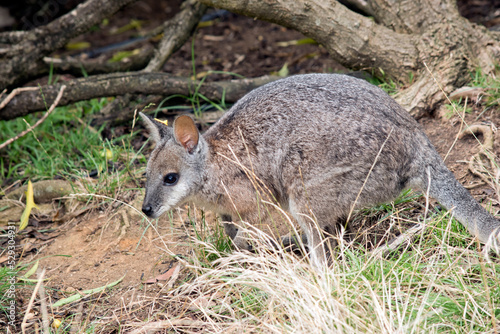 Fototapeta Naklejka Na Ścianę i Meble -  the tammar wallaby is hiding behind a bush