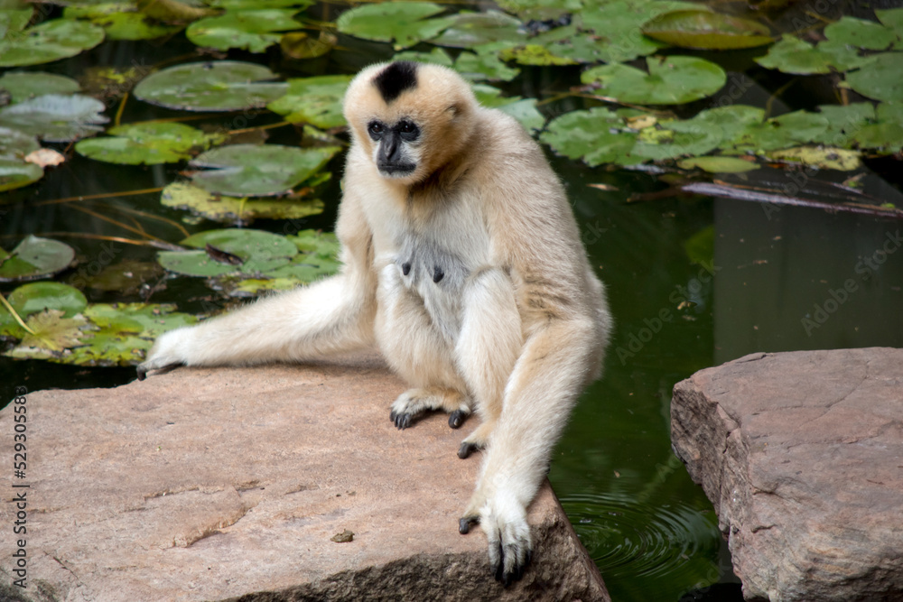 Obraz premium the female white cheeked gibbon is sitting on a rock next to a pond