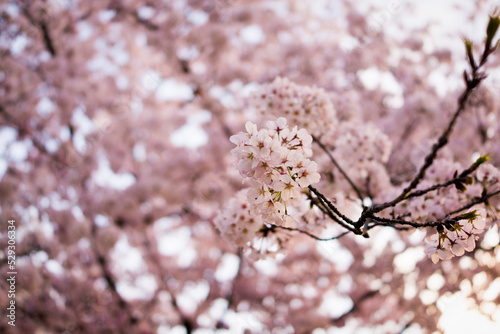 Close-up of pink cherry blossoms growing outdoors photo