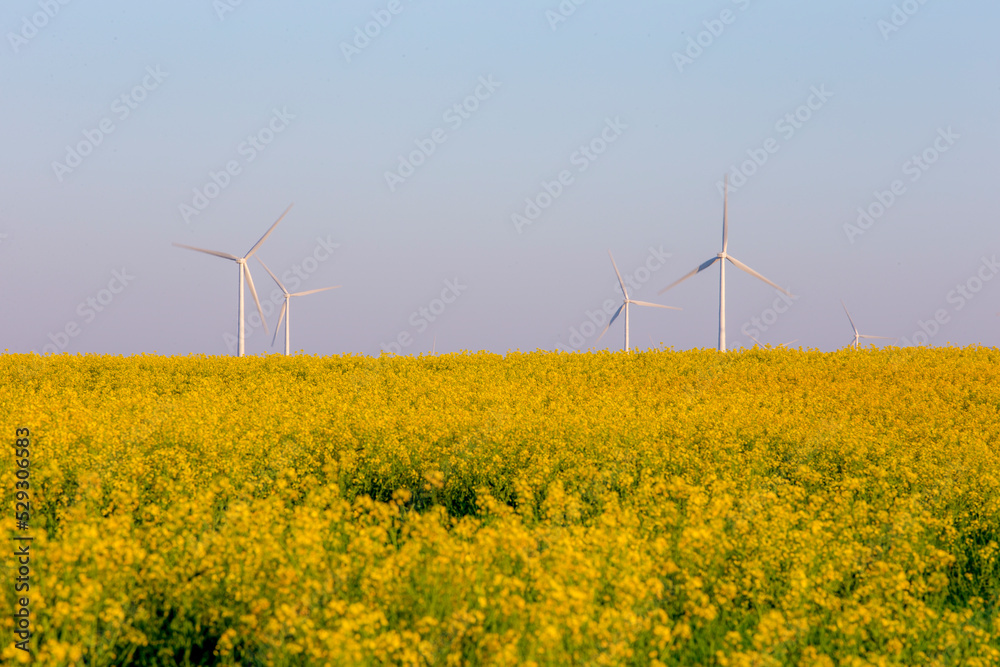 Yellow flowering plants on field against wind turbines and clear sky Yellow flowering plants on field against wind turbines and clear sky