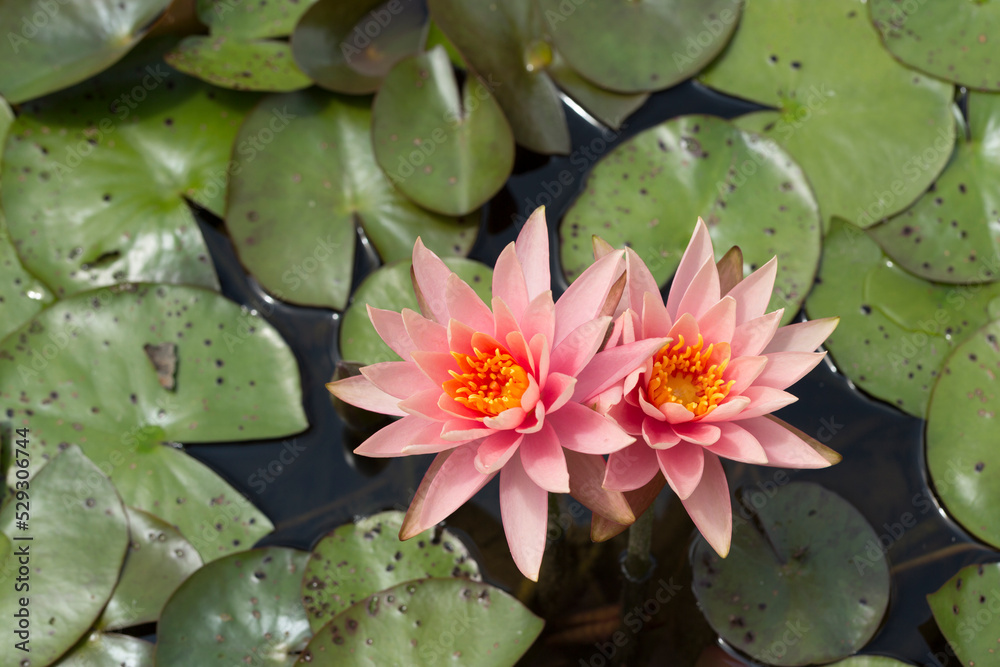 High angle view of lotus water lilies in pond High angle view of lotus water lilies in pond