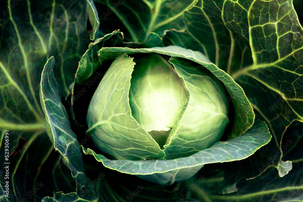 Obraz premium Fresh, white cabbage growing in a vegetable garden on a farm.