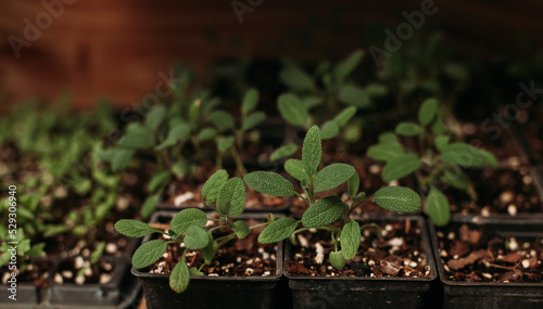 Close-up of green potted plants growing in greenhouse