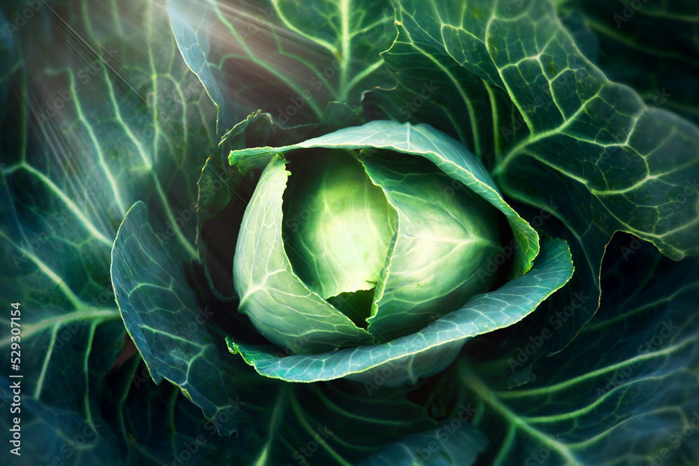 Obraz premium Head of cabbage in the form of an eye.
