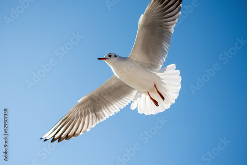 Low angle view of seagull flying against clear sky during sunny day